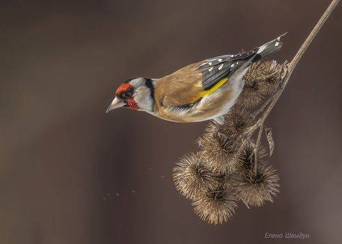 European goldfinch