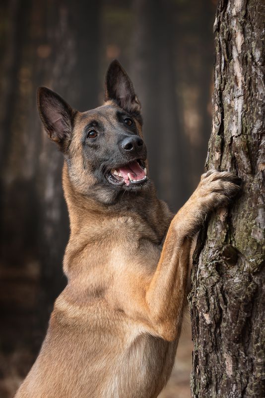 собака, животное, малинуа, овчарка Зена фото превью