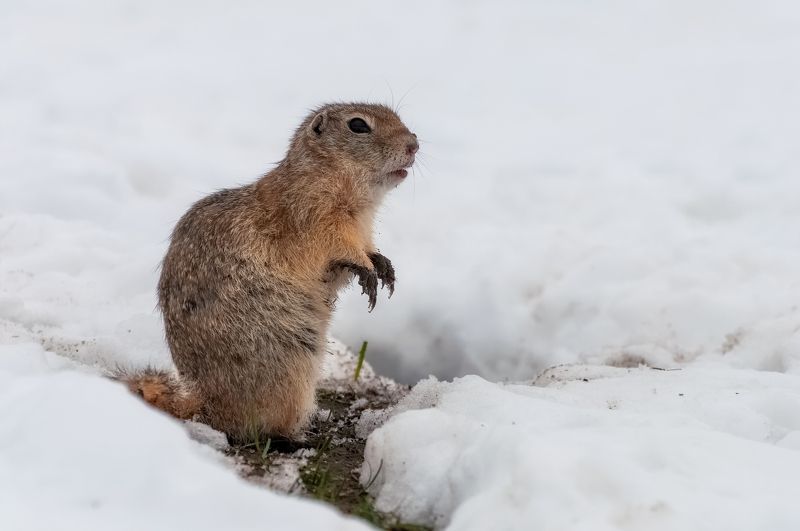 весна, сибирь, суслик, снег, грязь, холод Такая весна фото превью