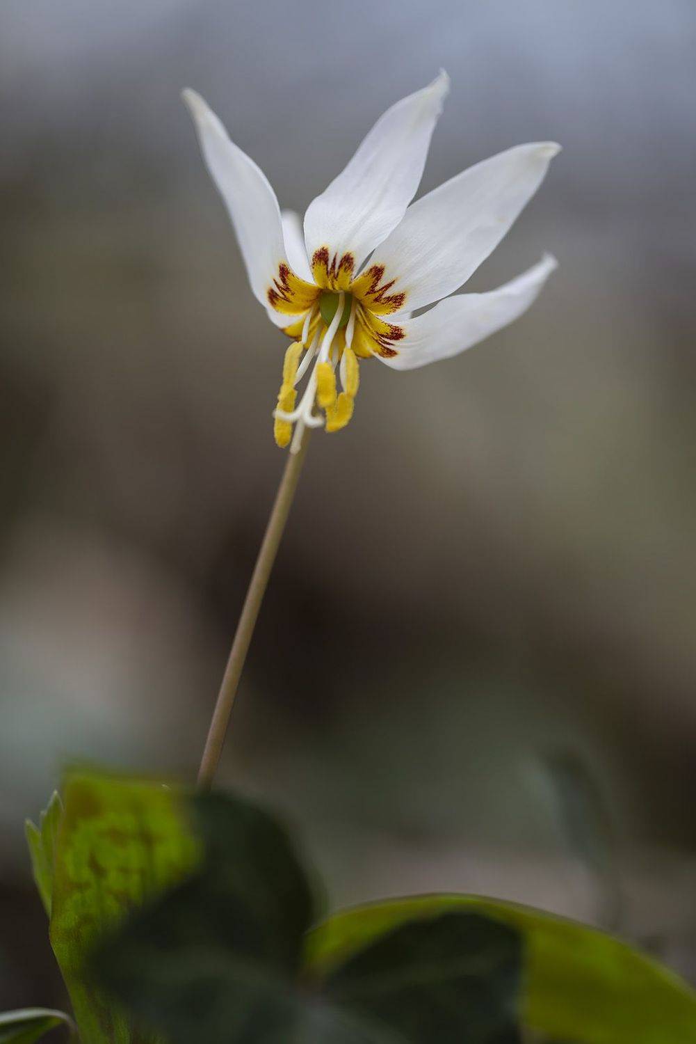 , Александр Земляной