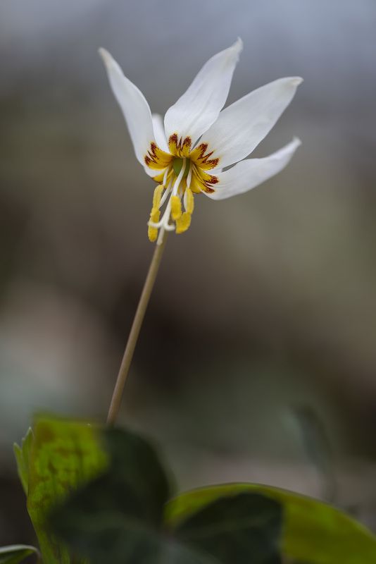 Огонёк фото превью