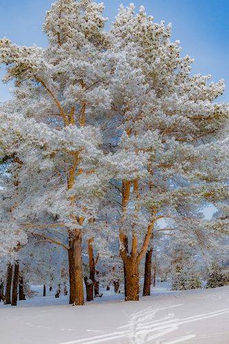 Сосны в убранстве невест