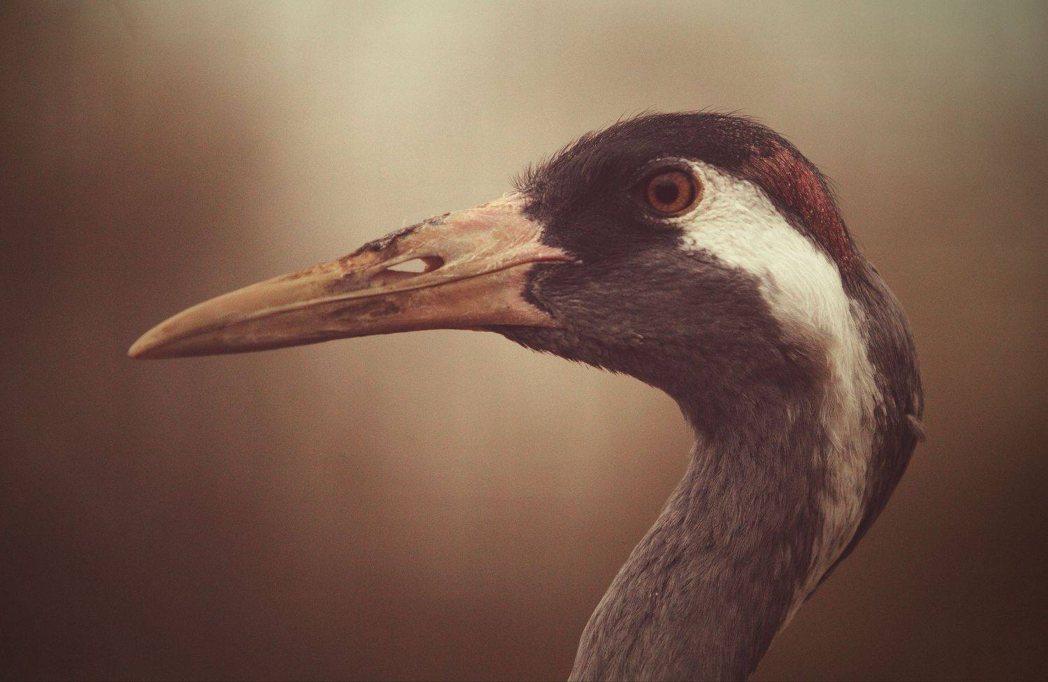 Журавль, Lilia Tkachenko