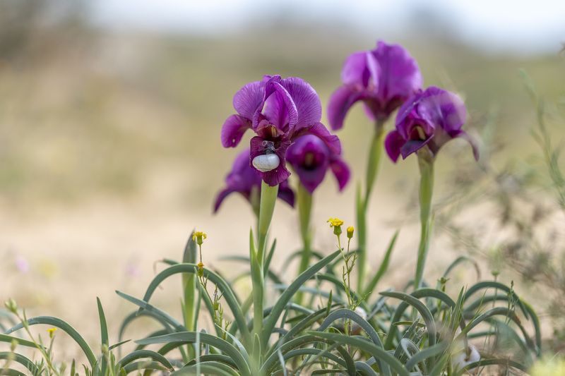 Iris flowers фото превью
