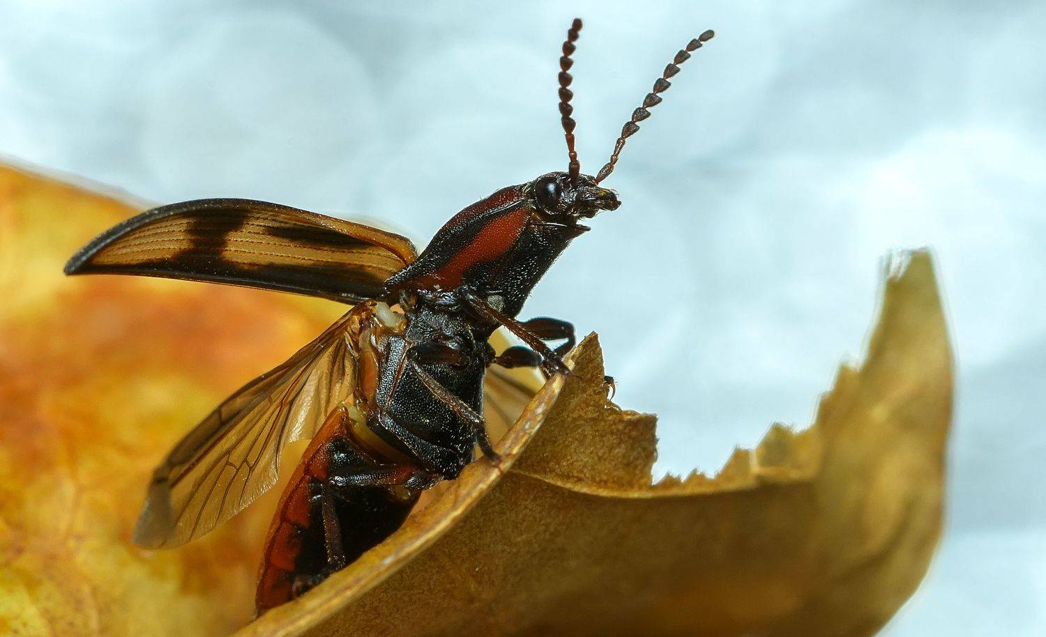 щелкун крестоносный, selatosomus cruciatus, щелкуны, elateridae, жук, Павел Черенков