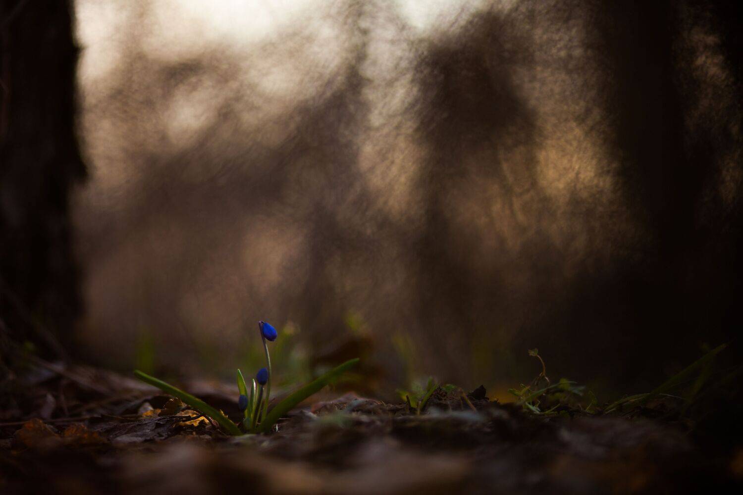 , Викулов Николай