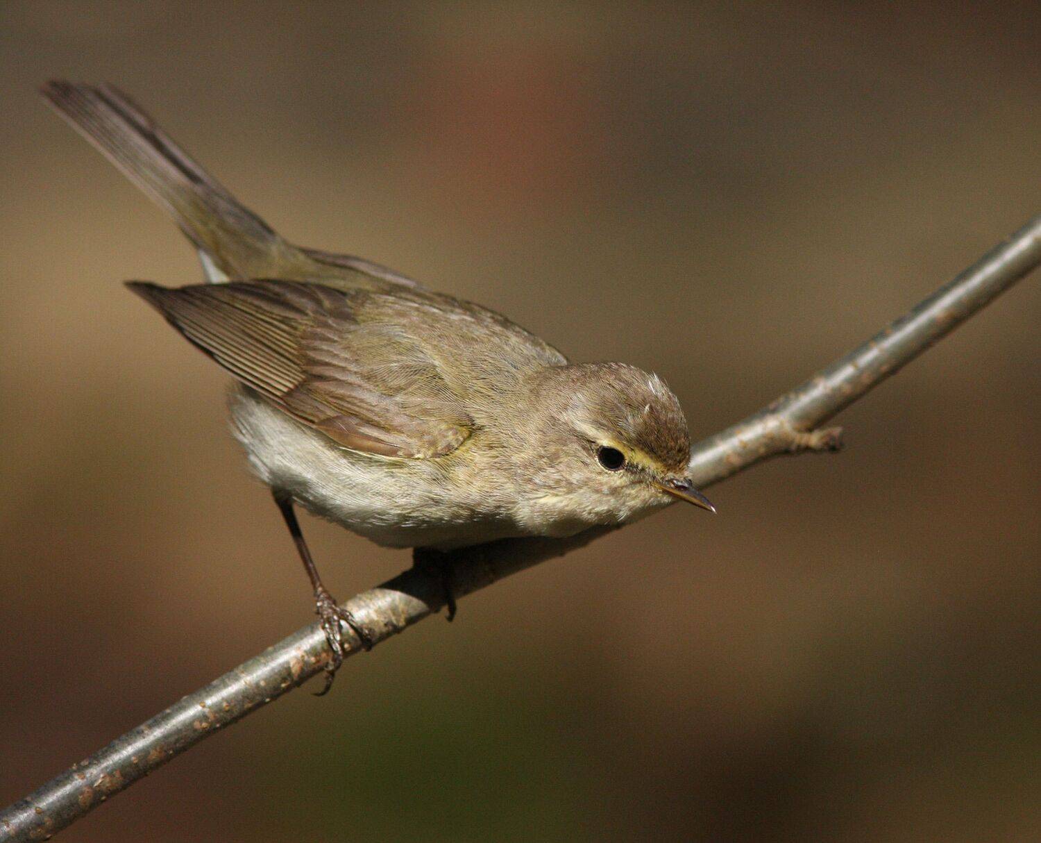phylloscopus collybita, Хромушин Олег