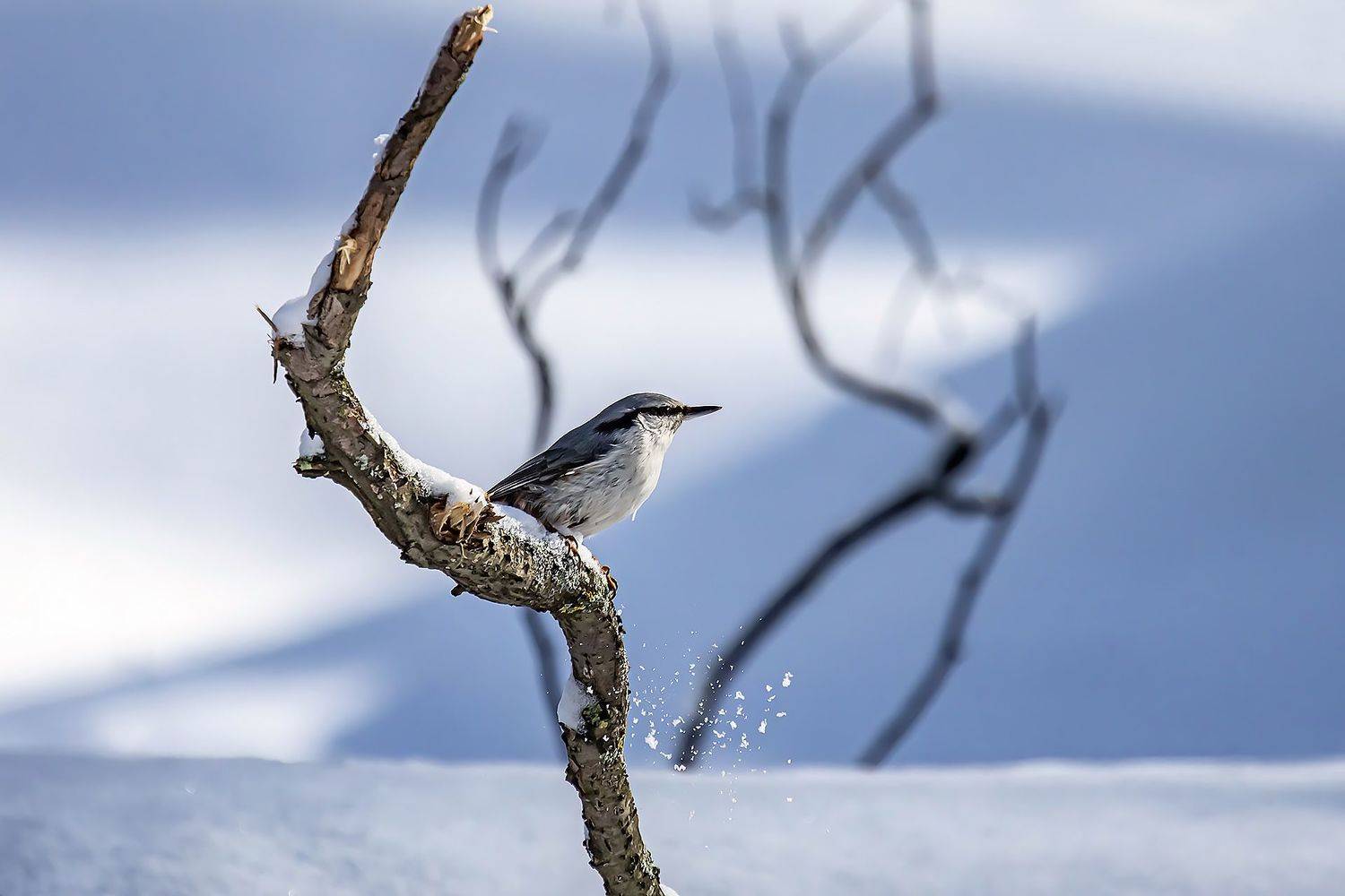 , Виктор Волынский