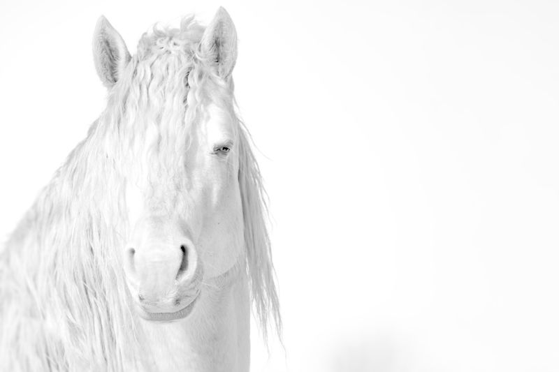 Elegance фото превью