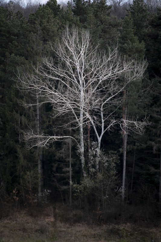 The albino фото превью