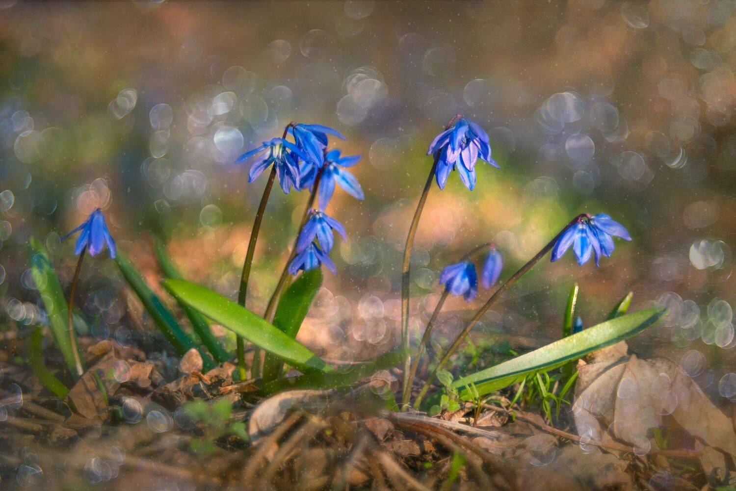 пролески,весна,цветы,макро, Елена Брежицкая
