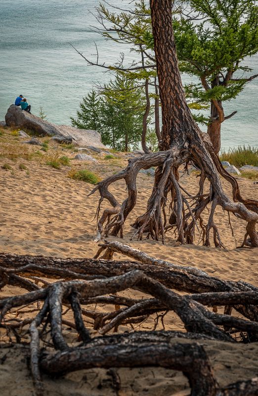 Нашествие деревьев фото превью