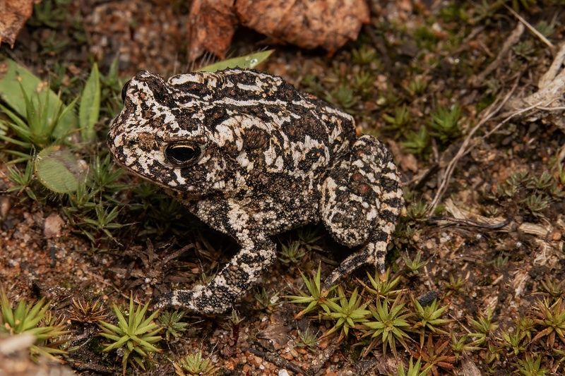 Small Toad фото превью