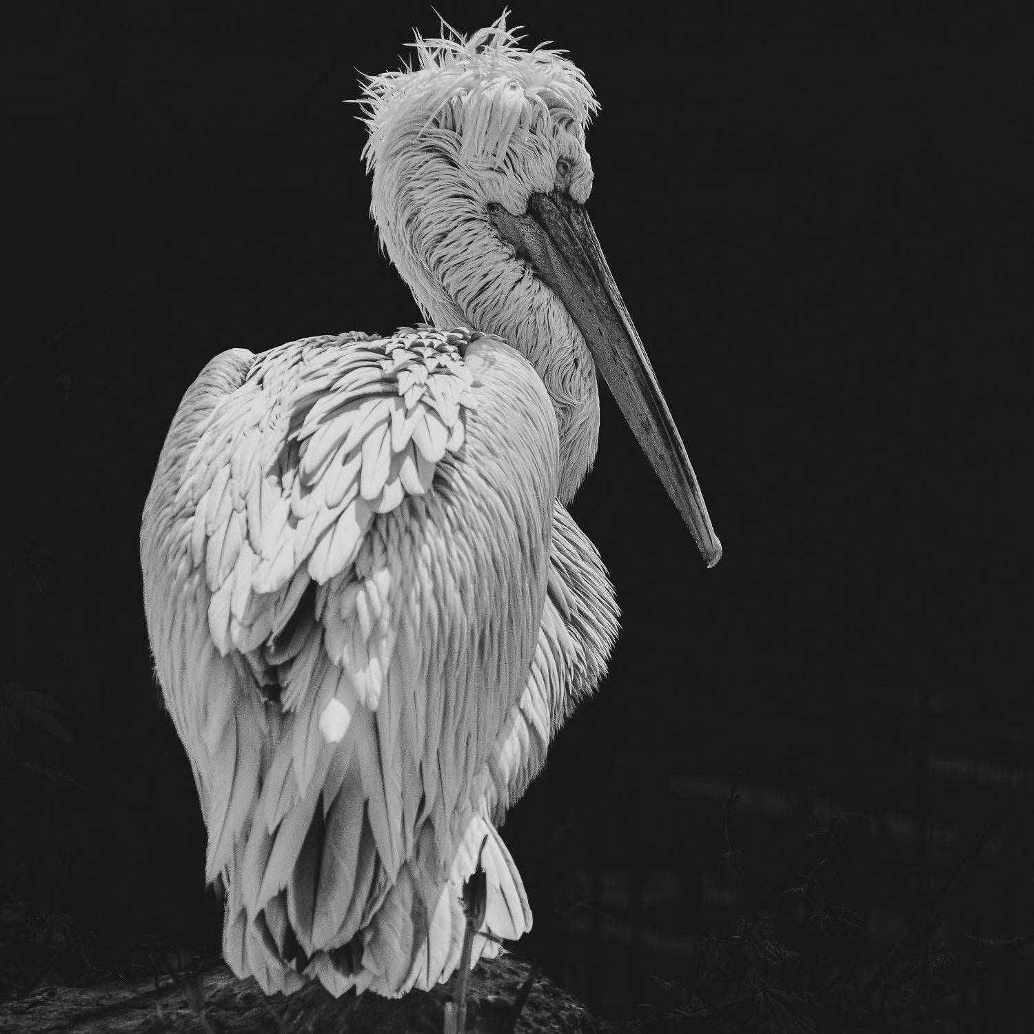 , Юрий Пужалин