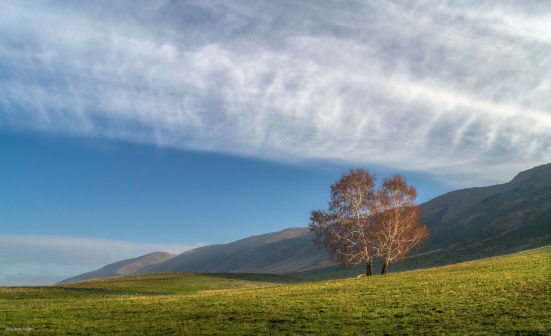 оренбургская область, осень, природа, хребет сарбай Берёзки фото превью