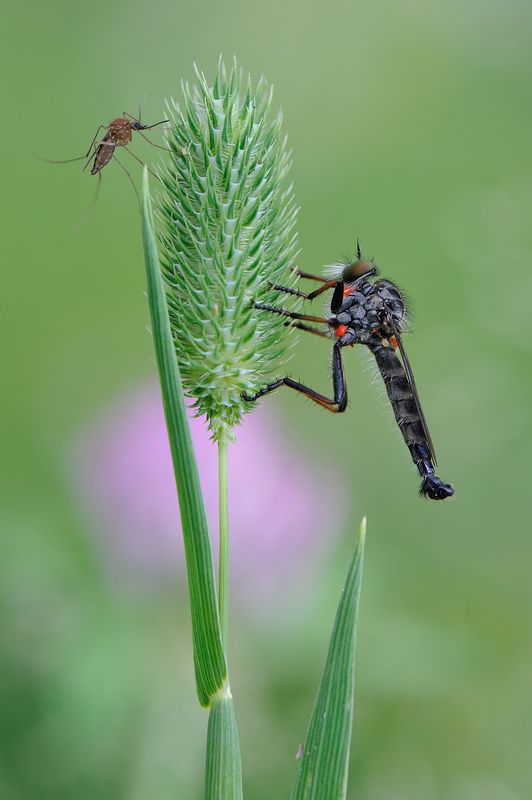 День вампира. фото превью
