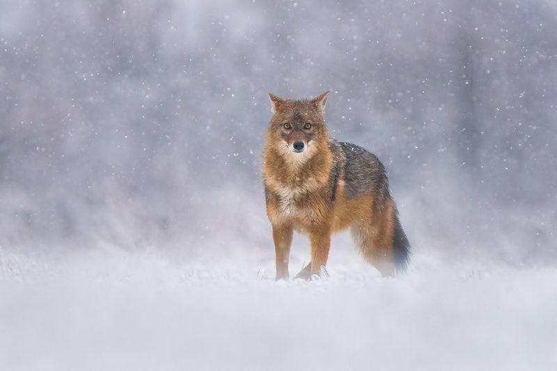 Golden jackal (Canis aureus) фото превью