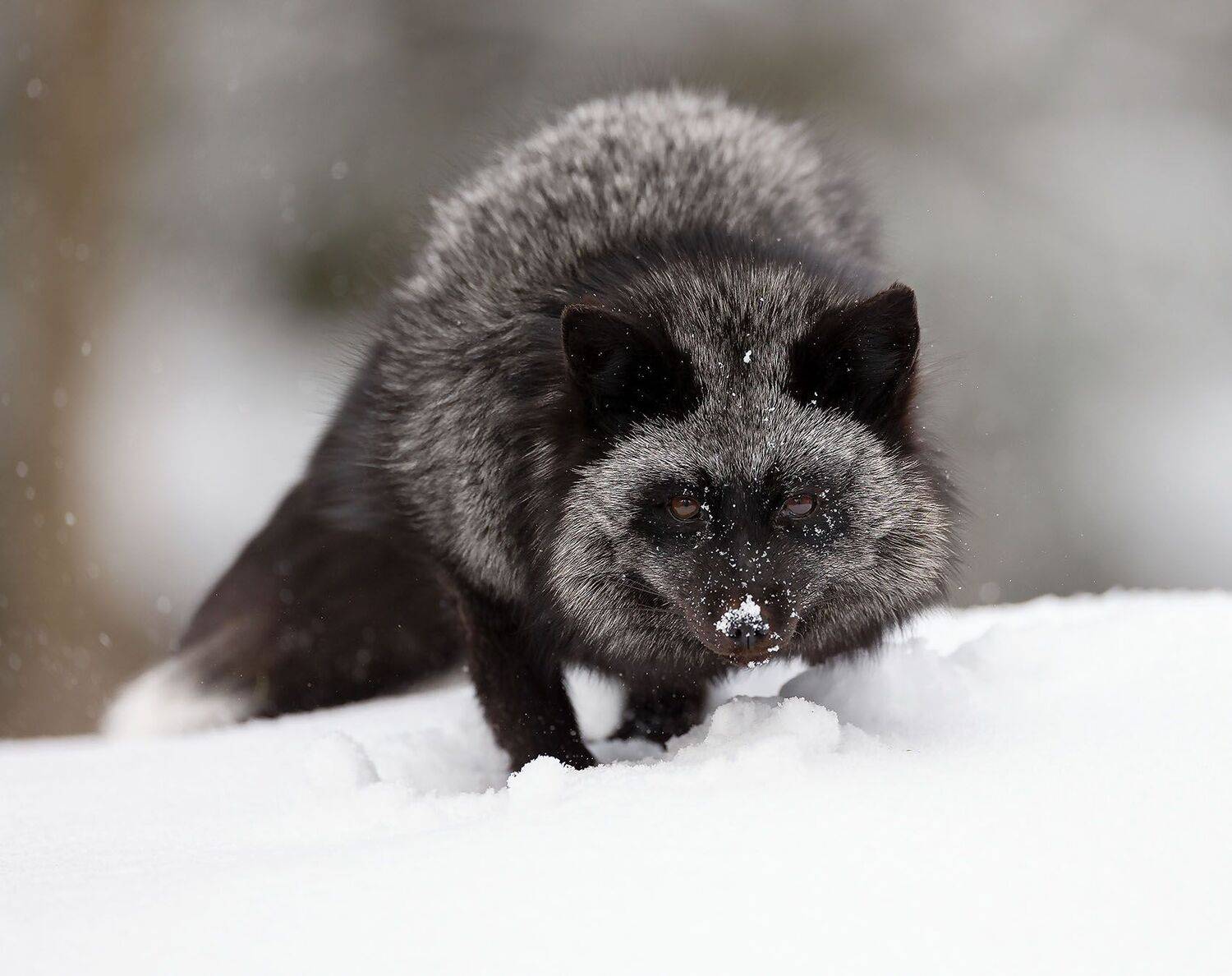 лиса, чернобурая, красотка, зима, лес,fox, beautiful, winter, forest, nature, Стукалова Юлия