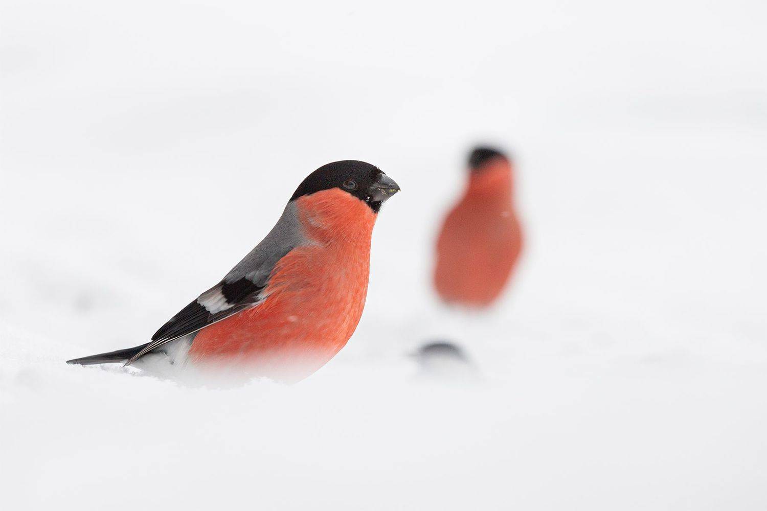 , Чудинин Дмитрий