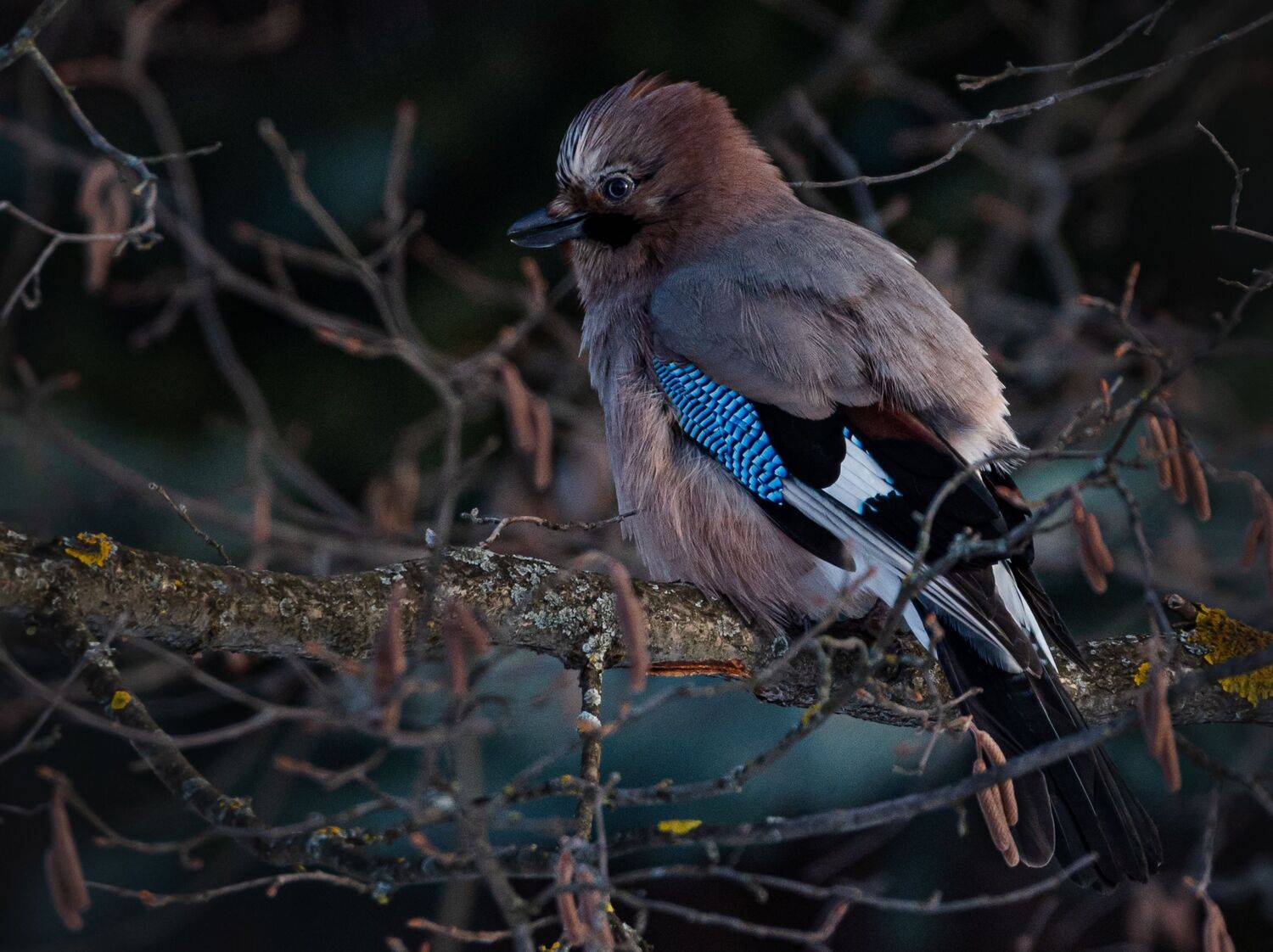 , Курлянцев Алексей