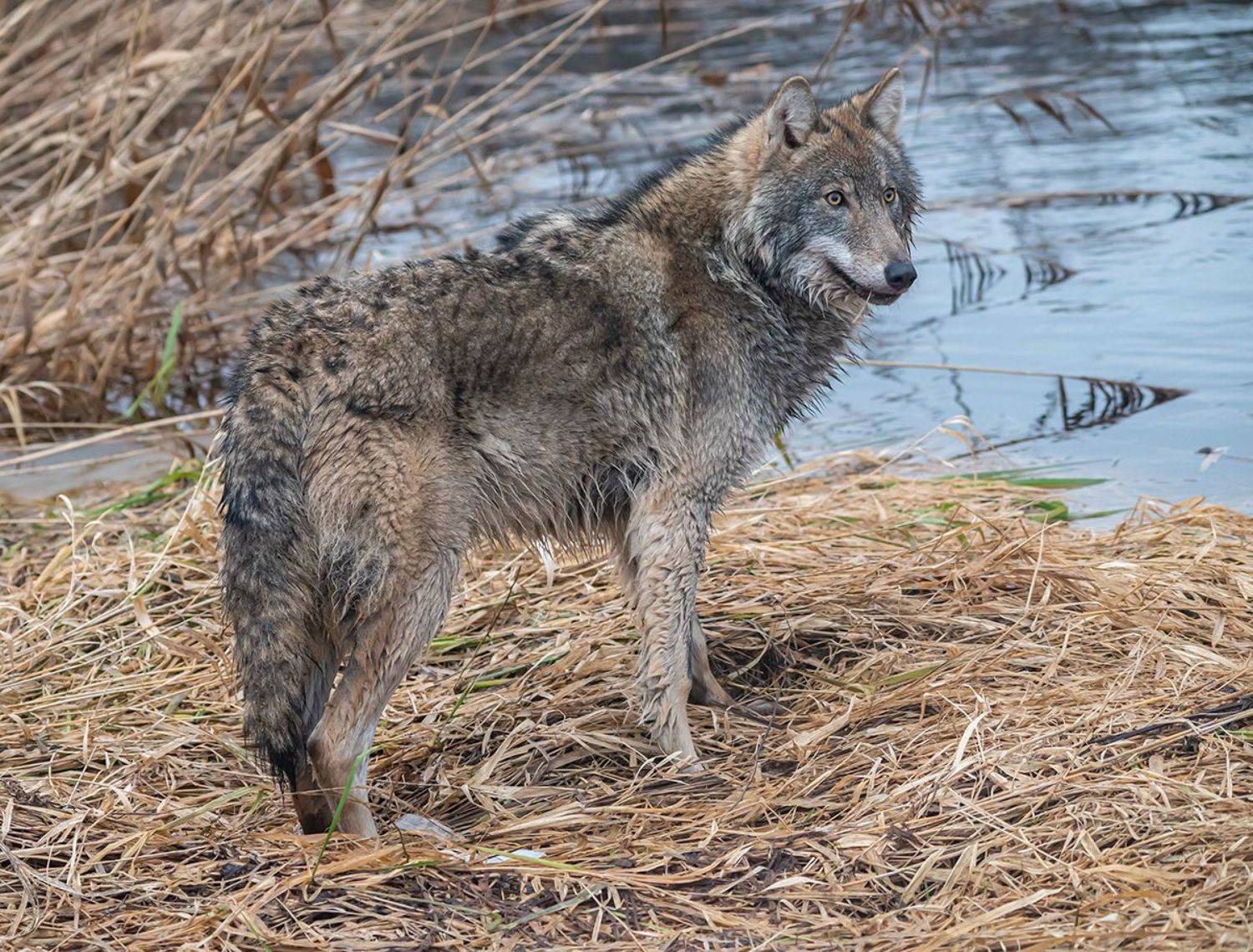 волк, беларусь, красный бор, зима, Сергей Савчук