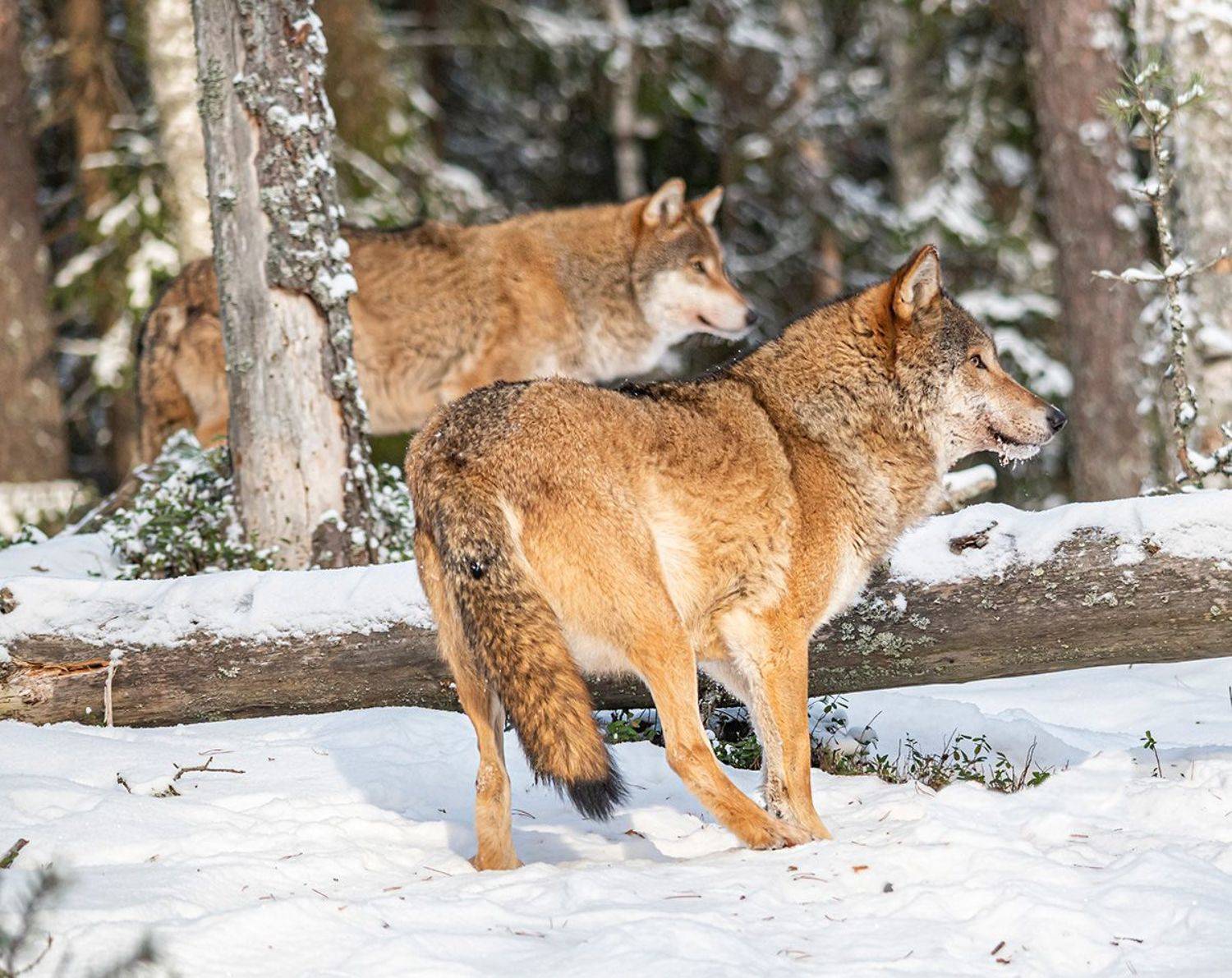 волки, беларусь, красный бор, зима, Сергей Савчук