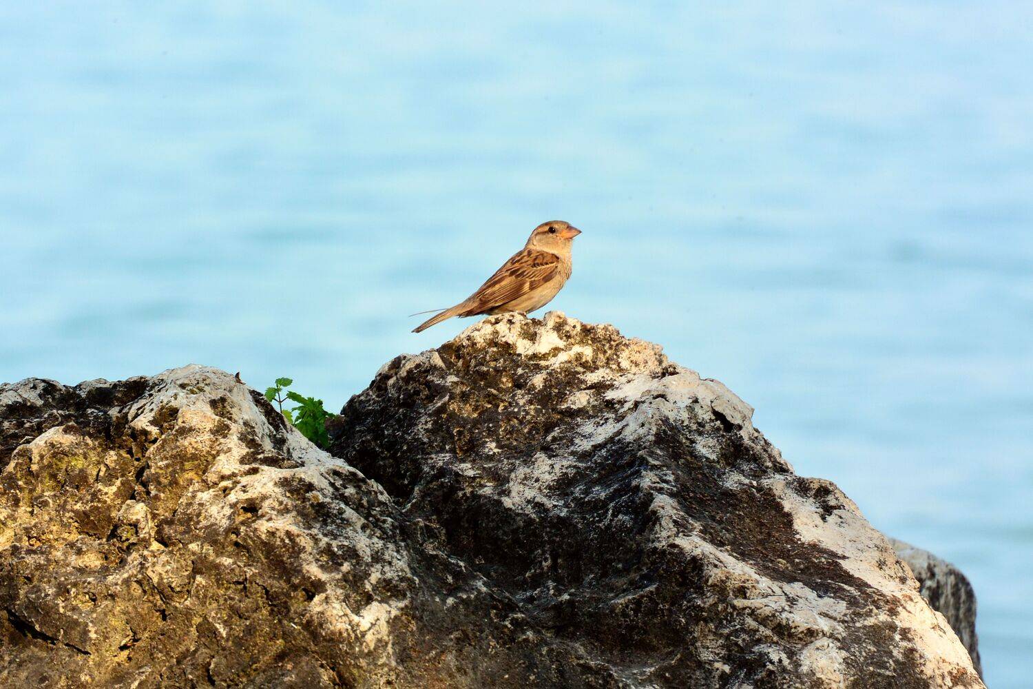 , Александр Шандов