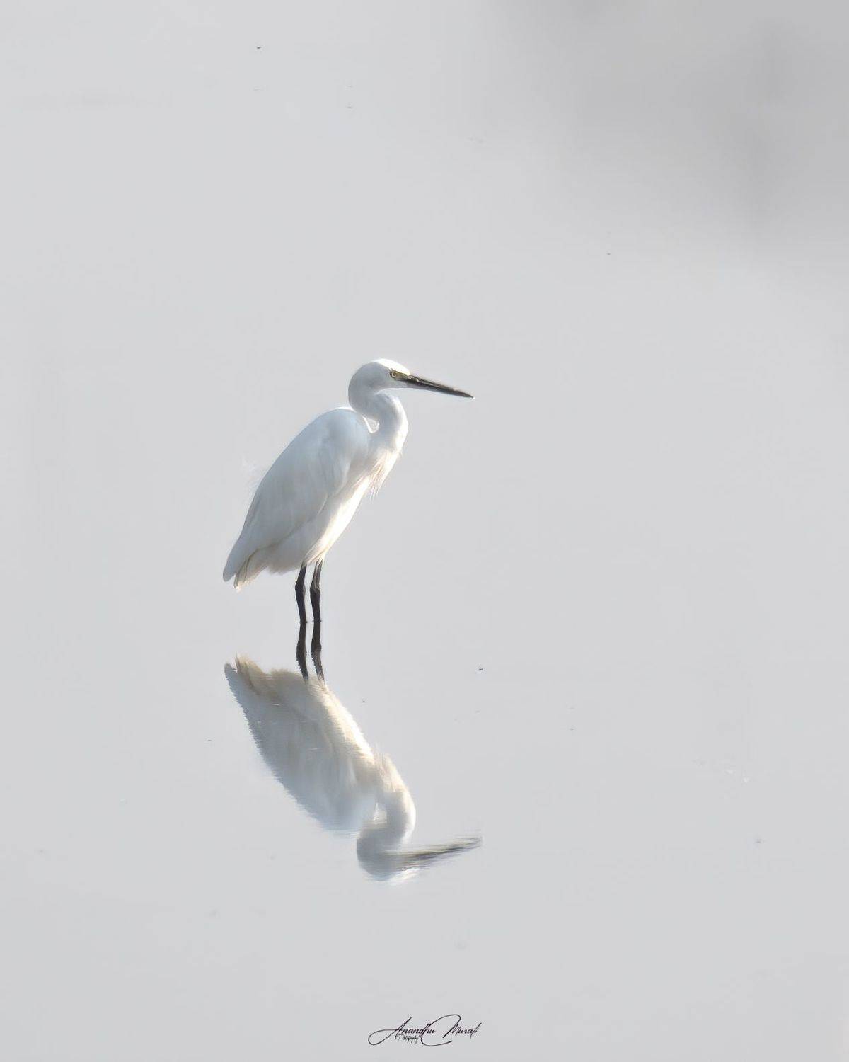 kerala wildlife hornbill india birds, Anandhu M