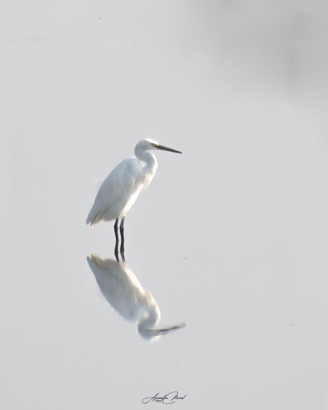 kerala wildlife hornbill india birds Reflection фото превью