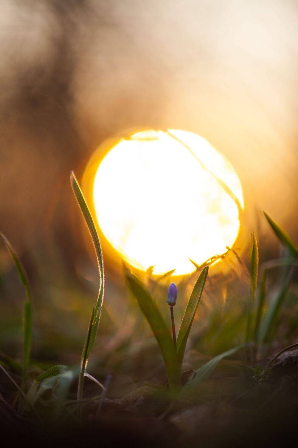 , Викулов Николай