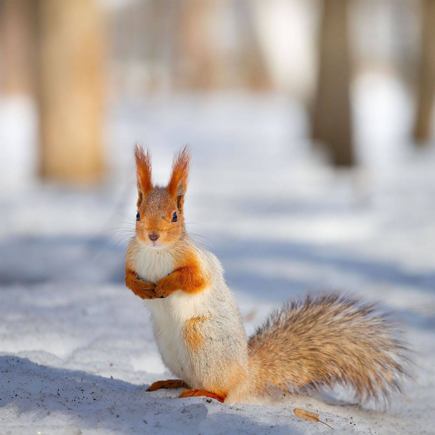 , Чудинин Дмитрий