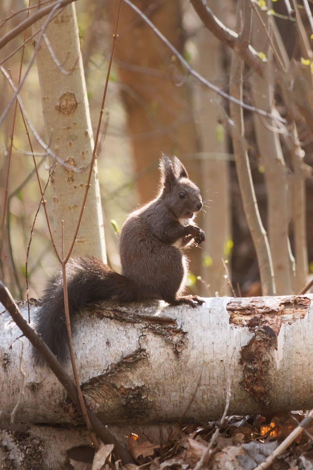 белка, squirrel, animal, mammal, , Tonova Vania