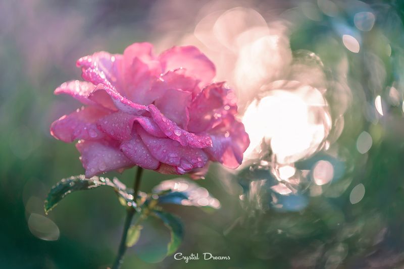 #art #macro #crystal_dreams #color #ditale \