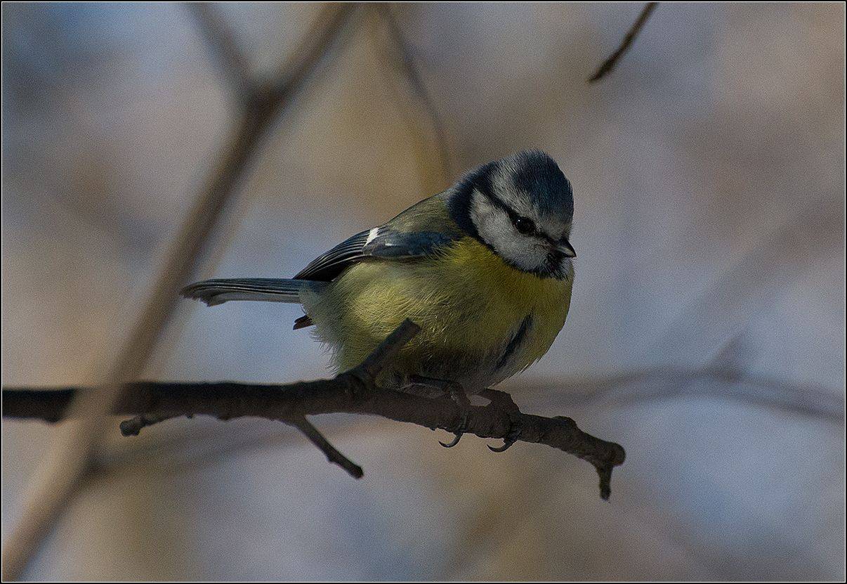 москва, весна, парк, птица, лазоревка, АНАТОЛИЙ ДОВЫДЕНКО
