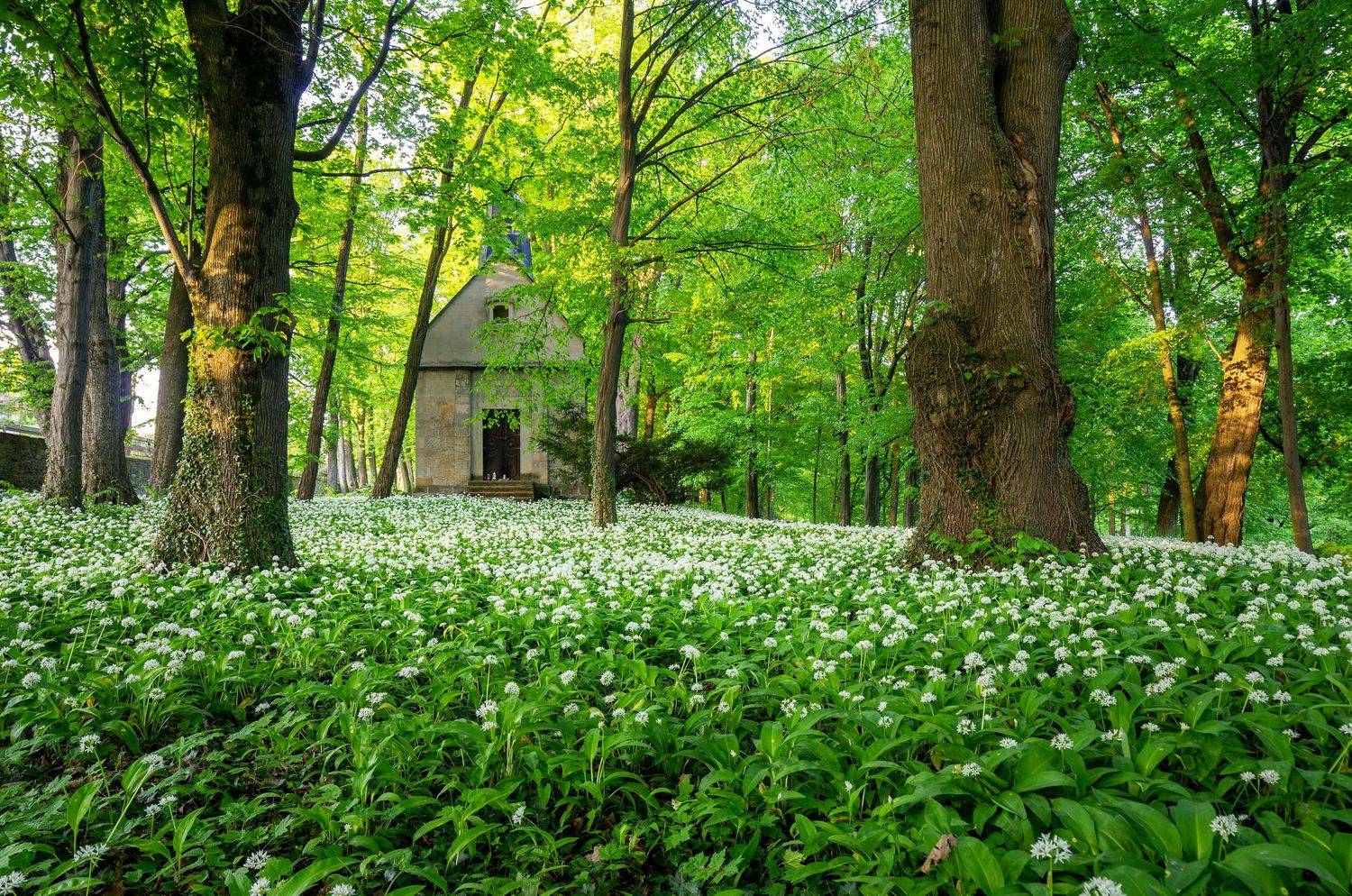 ,  Mirosław Pruchnicki