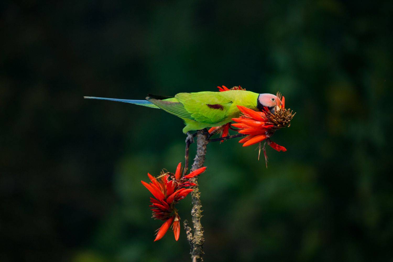 #bird #natgeo #photography #birdphotography #nature #beeeater #green #animal #wildlife, Shadab Ishtiyak
