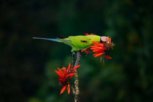 Blossom Headed Parakeet