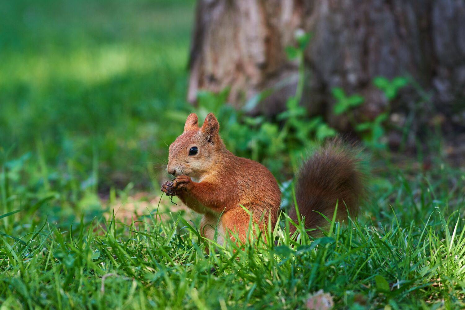 volgograd, russia, wildlife, , Сторчилов Павел