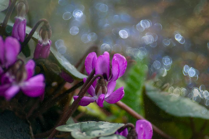 Утро весны фото превью