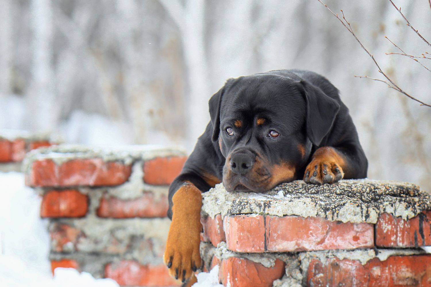 , Андрей Ершов