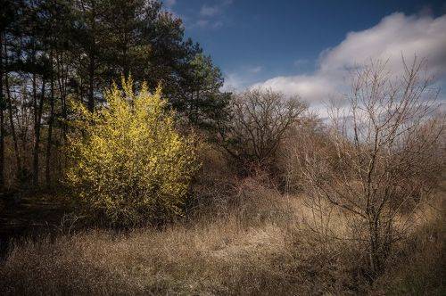 Цветёт кизил, весна!