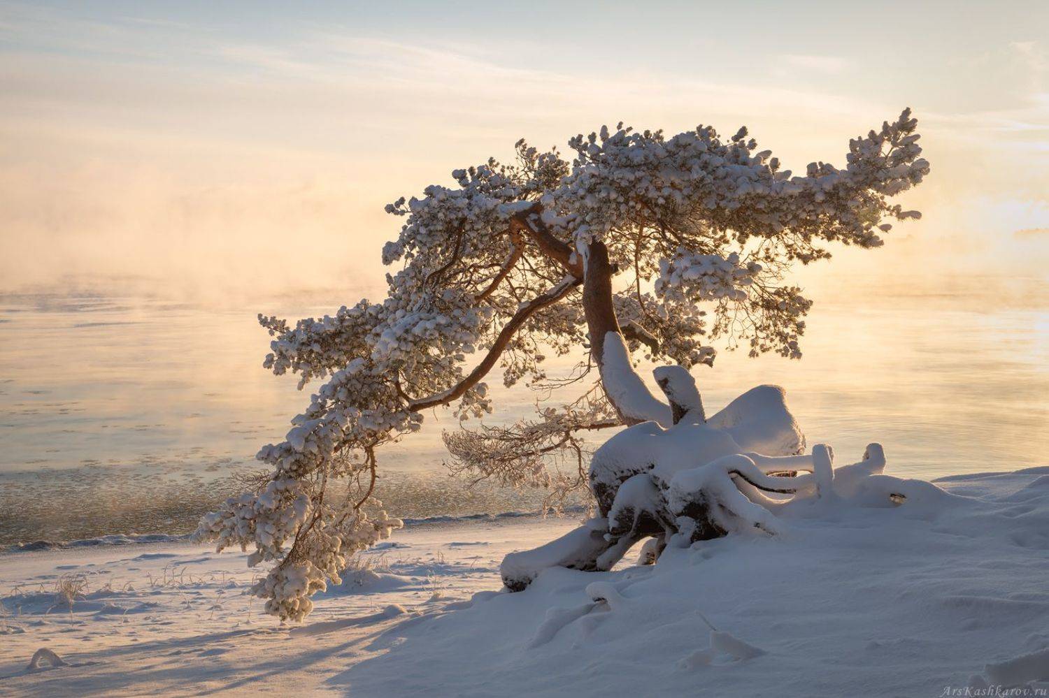 , Арсений Кашкаров