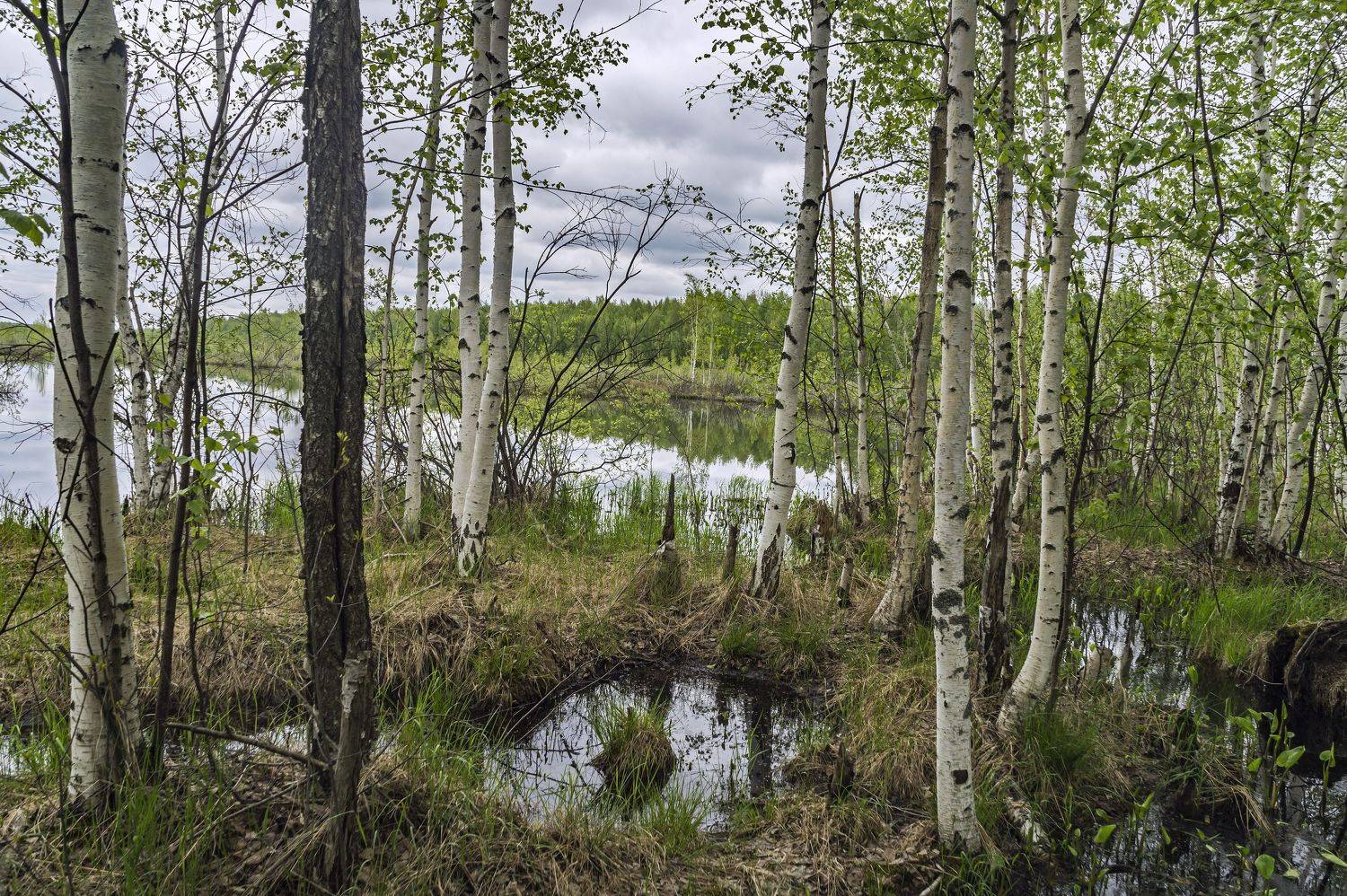 весна., Шитов Александр