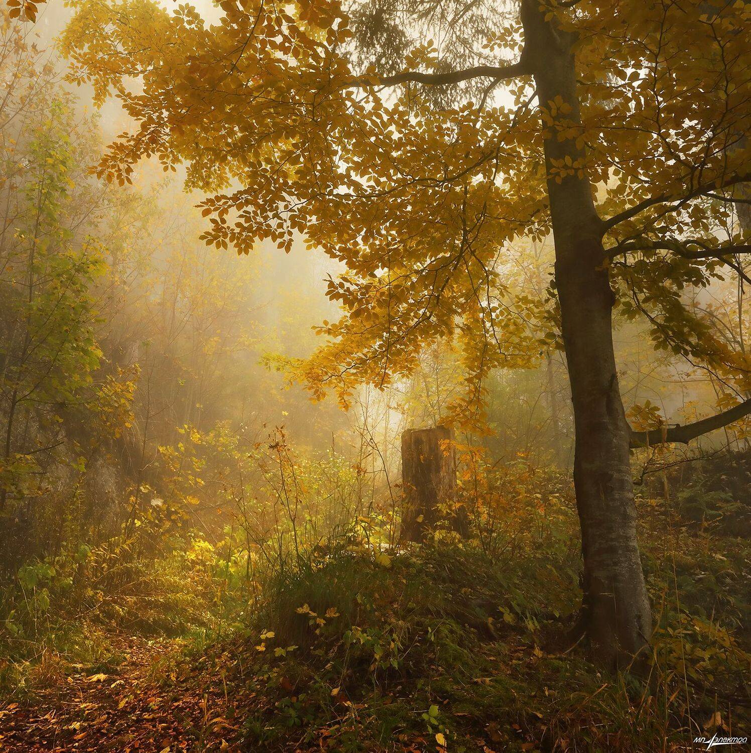 swiss,швейцария,осень,rigi, Николай Матвеев