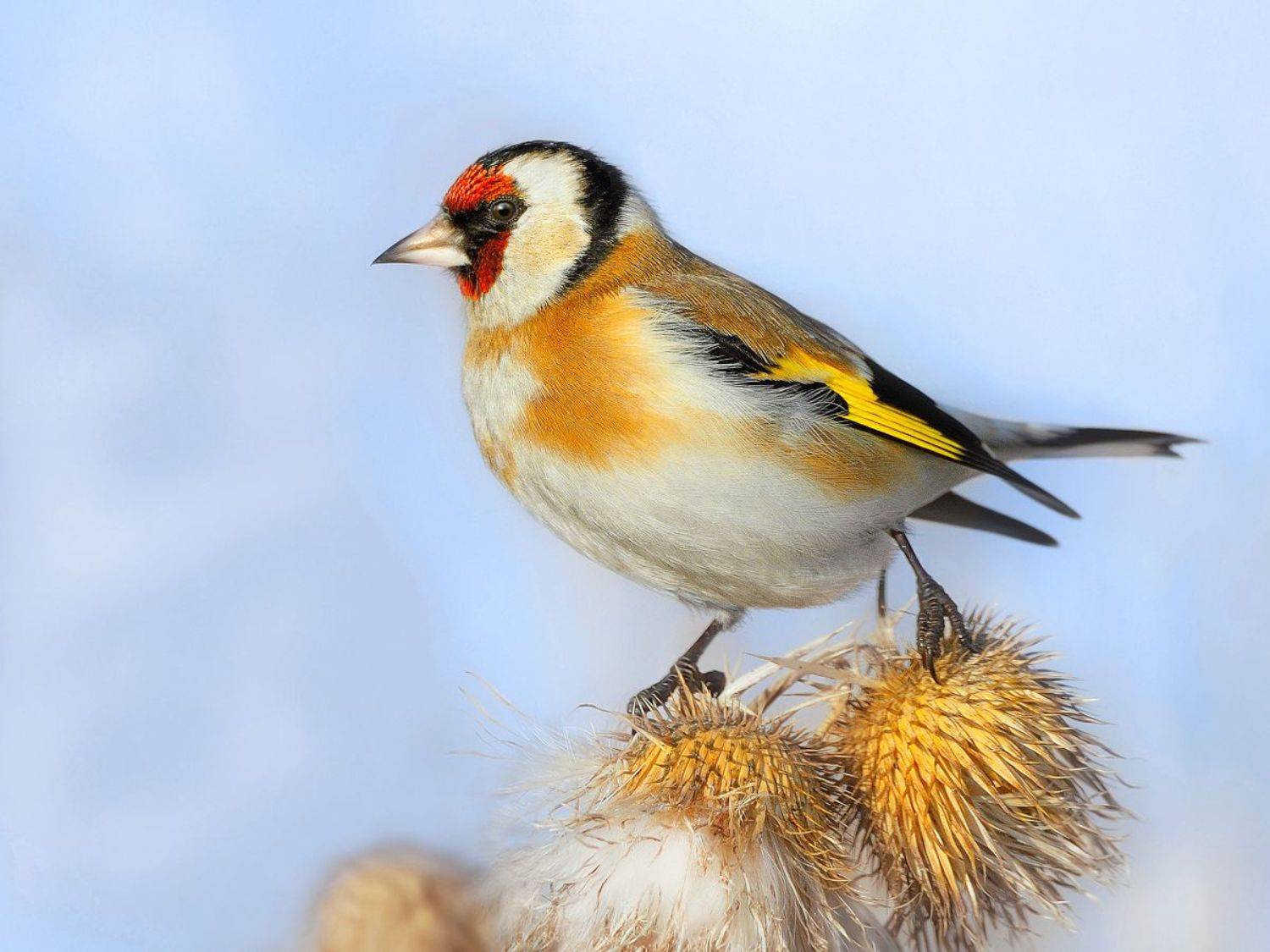 природа, фотоохота,  птицы, животные, щегол, vladilenoff