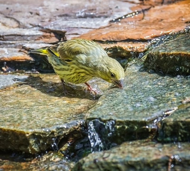 птица, зеленушка, водопой, водные процедуры.. фото превью