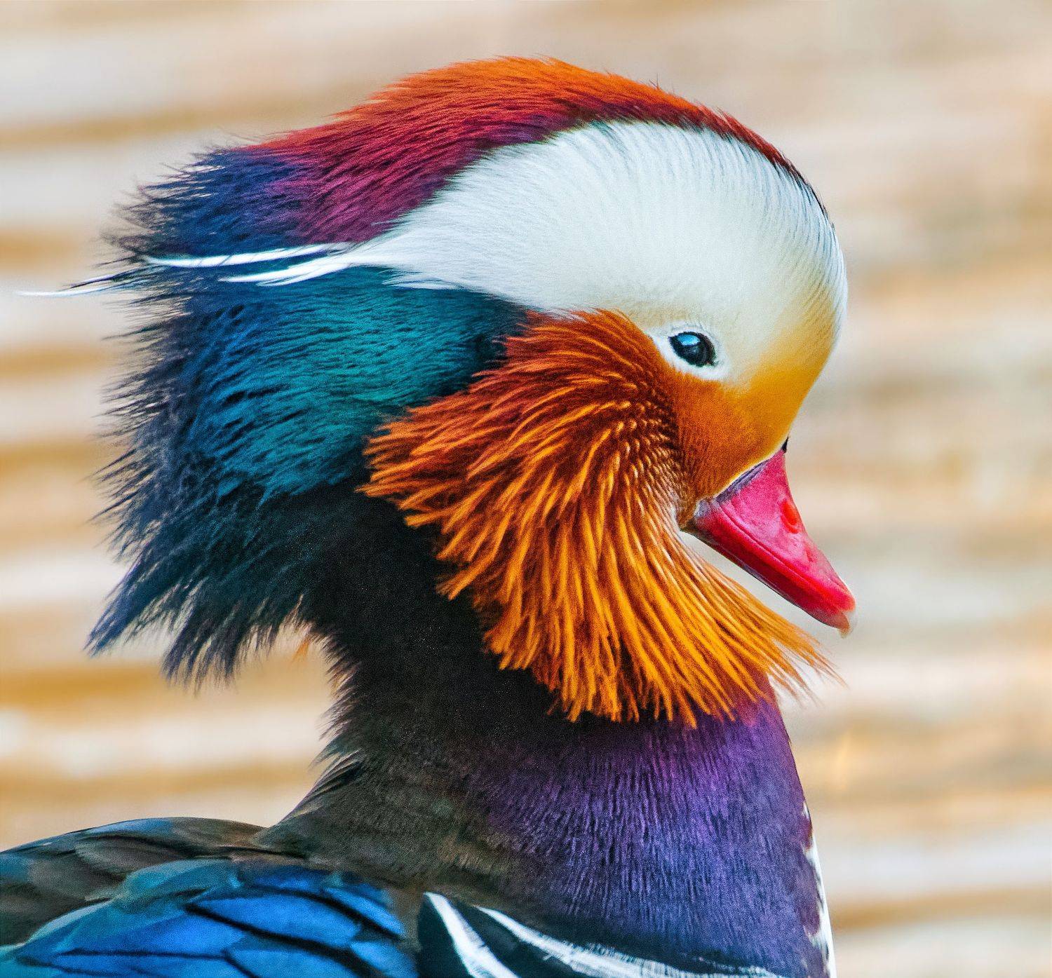 птицы России, птицы Москвы, фотоохота, наблюдение за птицами, птица, птицы, орнитология, nikon, birding, birdwatching, bird freak, Никон Александр
