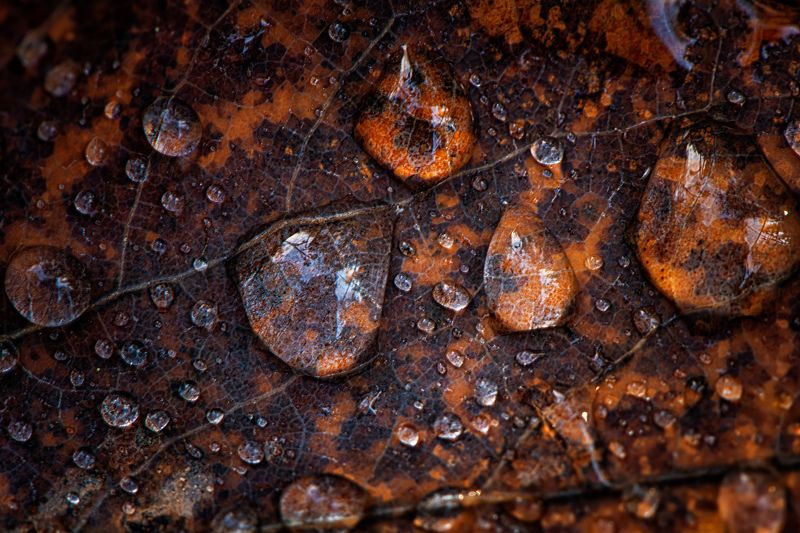 капли осень лист Драгоценнгости осени фото превью