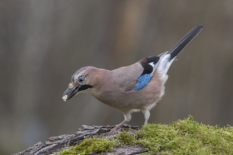 Сойка фото превью