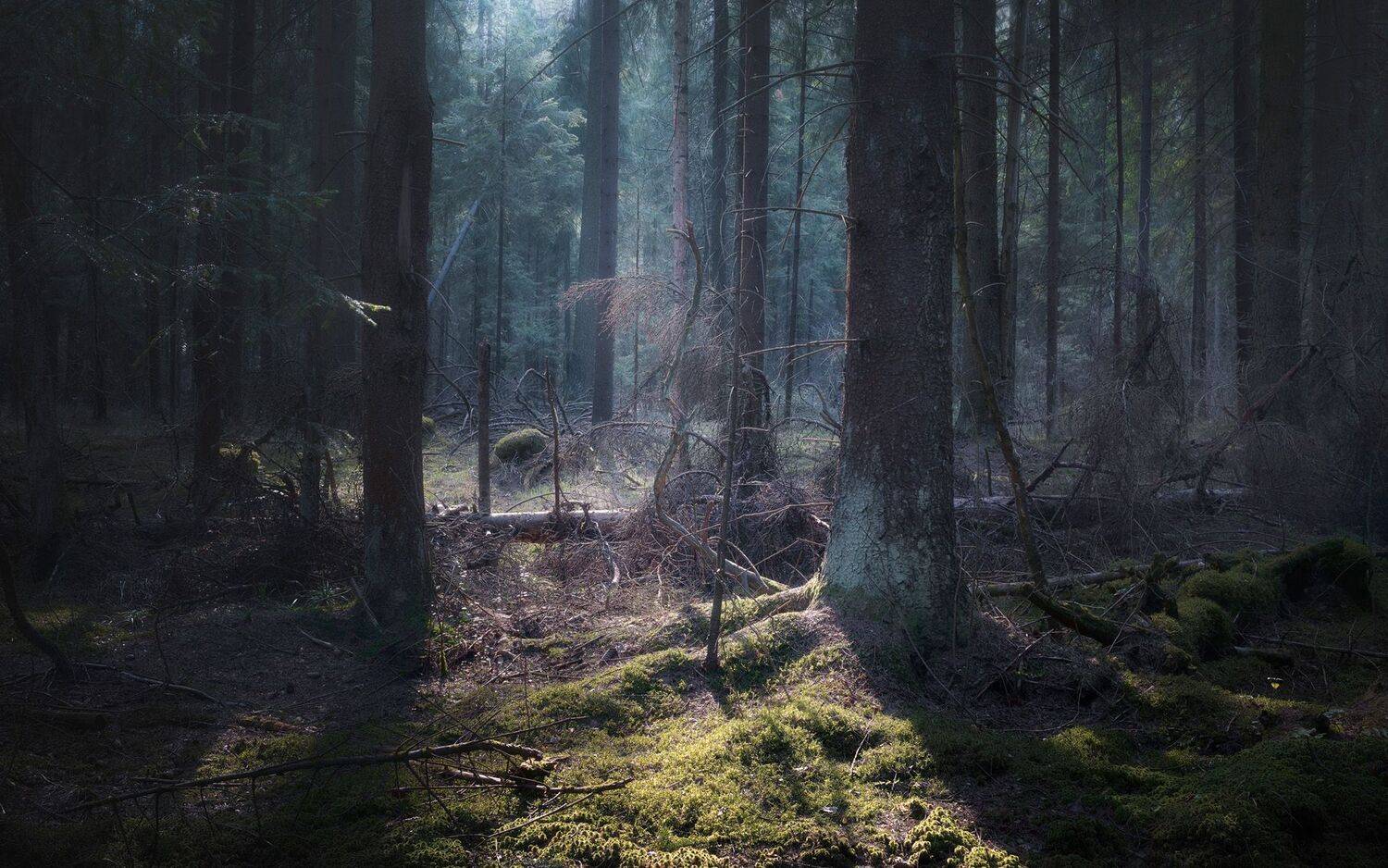 лес, весна, деревья, пейзаж, forest, woodland, spring, landscape, trees, Валерий Вождаев
